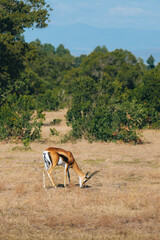 Impala de profil dans la savane, kenya, safari