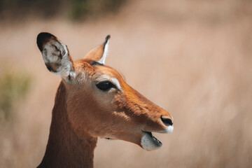 Antilope de profil, animaux safari, voyage 