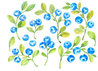 Blueberries, watercolor hand drawn isolated illustration sketch style