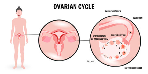 Menstrual cycle, ovarian phase, zoom illustration infographic  - obrazy, fototapety, plakaty