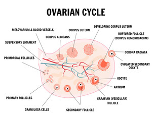 Menstrual cycle and ovarian phase  infographic  - obrazy, fototapety, plakaty
