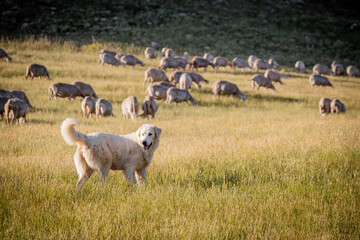 Protective Sheep Dog