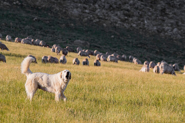 Barking Sheep Dog