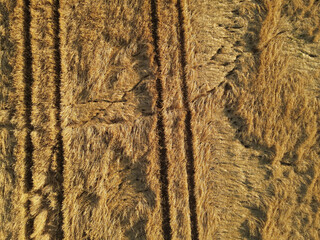 View from above of ripe but damaged crop field in the countryside 