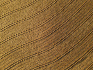 Gold colored crop field from above in summer