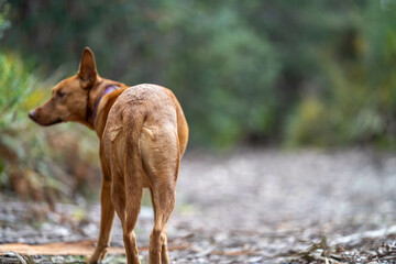 kelpie dog off lead in the bush in a trail in australia