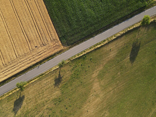 Road between country fields in the landscape from above 