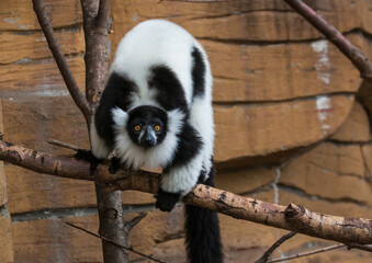 black and white lemur in a zoo