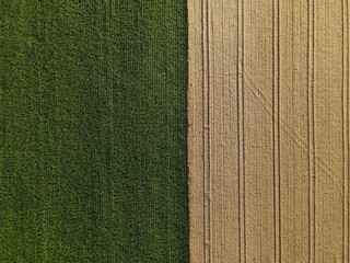 Half green corn field and half golden colored crop field from above in summer