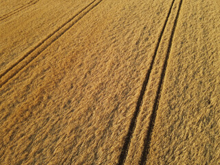 Ripe gold colored crop field in the countryside 