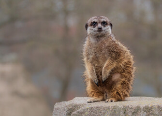 meerkat on the lookout