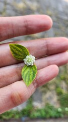 hand holding a plant