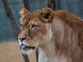 portrait of a lioness