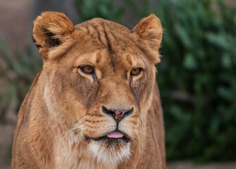 portrait of a lion