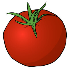 Single red tomato illustration