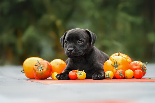 black staffordshire bull terrier puppy lying outdoors with a pile of tomatoes