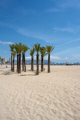 Benidorm, Spain - August 19, 2023: Palm trees on Poniente beach in the city of Benidorm, Spain