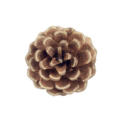 pine cone for decoration isolated from background