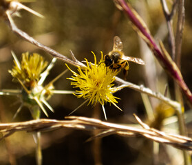 Bee day.  © Vito