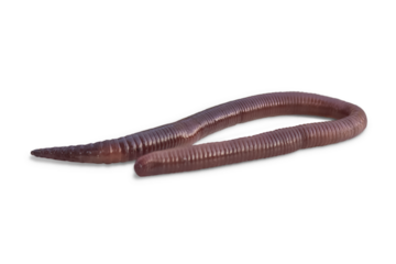 One earthworm closeup isolated on a transparent background.