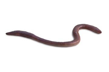 One earthworm closeup isolated on a transparent background.