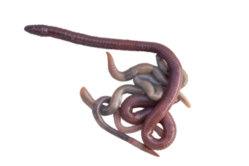Earthworms woven together close up. Isolated on transparent background.