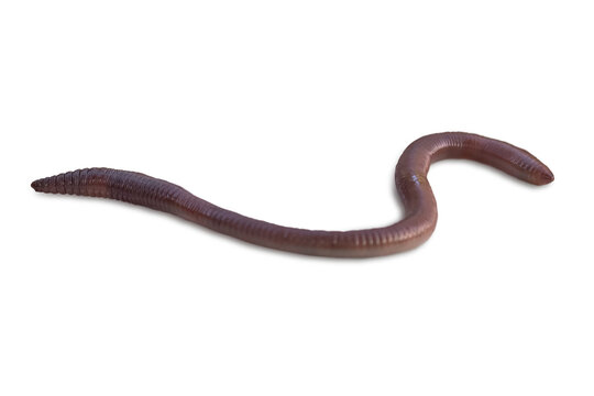 One earthworm closeup isolated on a transparent background.