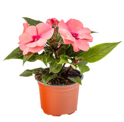 Impatiens walleriana flower