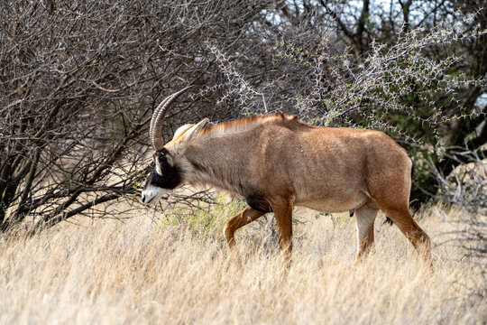 A roan antelope photographed in Mokala National Park, South Africa.