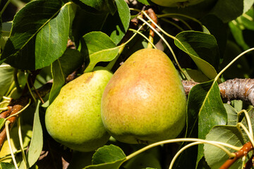 ripening pears on a tree branch in a field in Salamanca, Spain