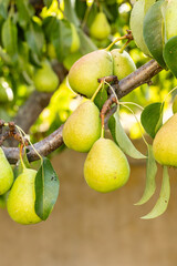 ripening pears on a tree branch in a field in Salamanca, Spain