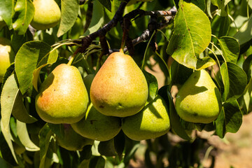 ripening pears on a tree branch in a field in Salamanca, Spain