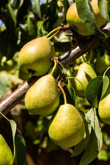 ripening pears on a tree branch in a field in Salamanca, Spain