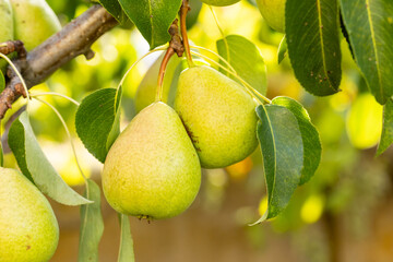 ripening pears on a tree branch in a field in Salamanca, Spain