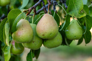 ripening pears on a tree branch in a field in Salamanca, Spain