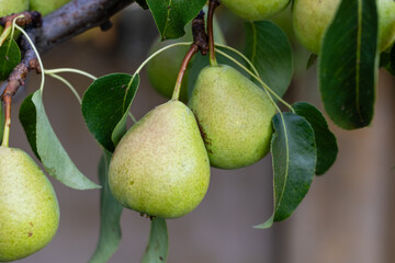 ripening pears on a tree branch in a field in Salamanca, Spain