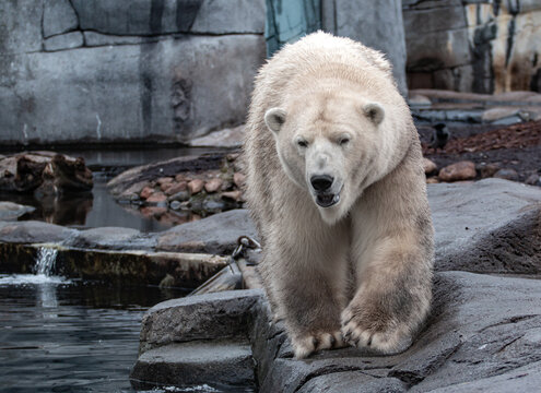 Polar Bear In Zoo