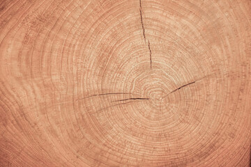 Fototapeta premium Empty light brown wood natural cross-section of a tree panel for abstract Horizontal seamless wooden background and texture. beautiful patterns, space for work, vintage wallpaper,close up