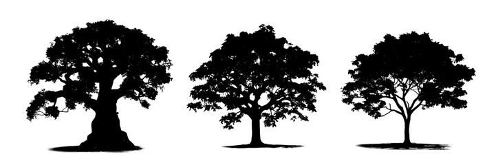 silhouette of trees on a transparent background (png) for decorating the project