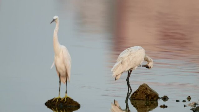 Spoonbill preening and a western reef heron watching