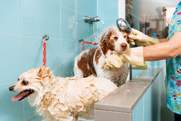 Hands of anonymous woman washing purebred dogs