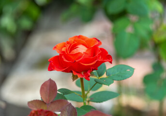 Soft focus on the bud of a scarlet rose blooming in the garden of the cottage.