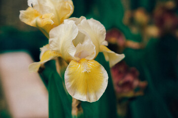 Yellow flowers iris