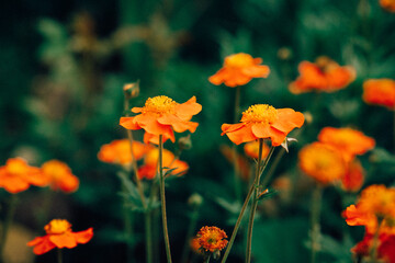 Orange Flowers