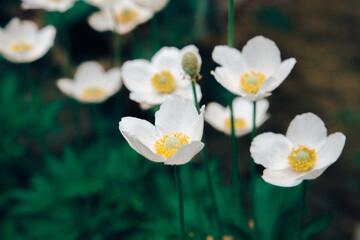 Obraz premium White flowers