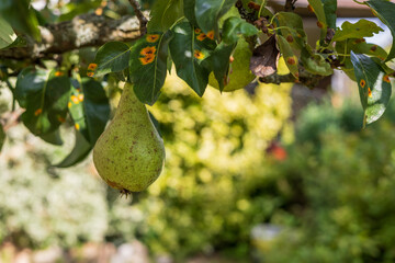 Pear tree in the garden. Pear fruit on tree and green leaves.