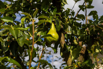 Pear tree in the garden. Pear fruit on tree and green leaves.