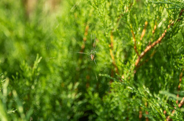Cobweb with a spider on a background of green arborvitae.