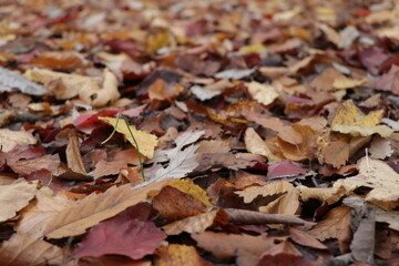 Falling autumn leaves in the forest - 