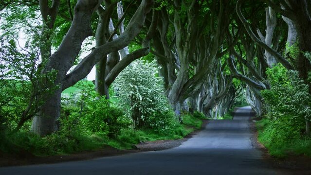 The Dark Hedges near Ballymoney, Co. Antrim, Northern Ireland. Feautured in the Game of Thrones as the Kings Road. Sunrise
